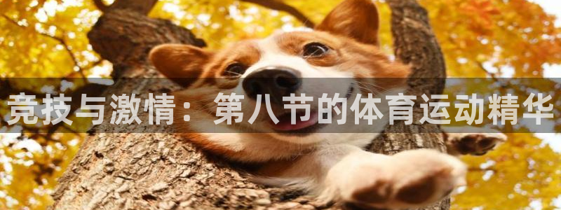ug环球官网登录入口：竞技与激情：第八节的体育运动精华